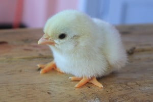 Top Knot Poultry Supplies